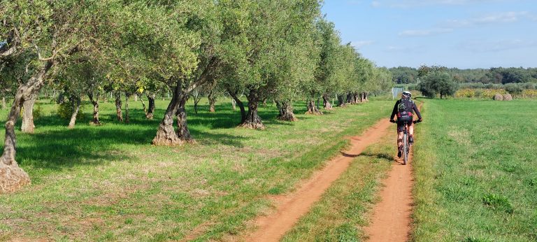 Istria: tour degli ulivi in mtb e gravel